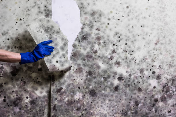Professional Mold Remediation in Oakland, TN